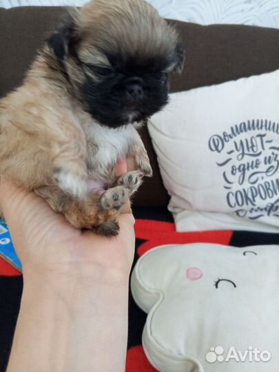 Пикенесы королевские