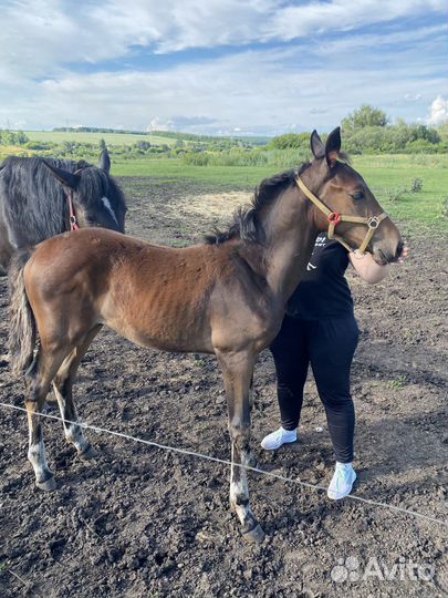 Лошадь Жеребчик