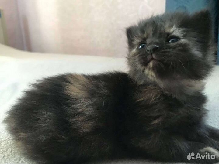 Котята в добрые руки бесплатно