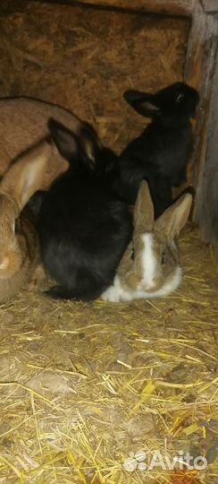 Кролики мясных пород