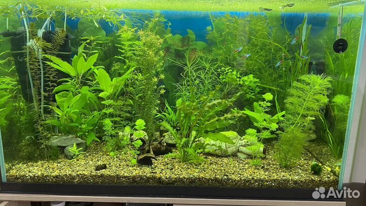 Аквариумное растение