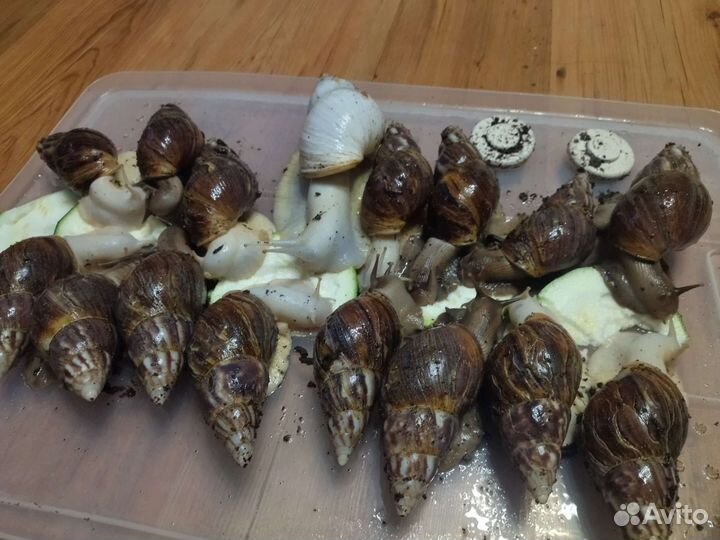 Улитки ахатины