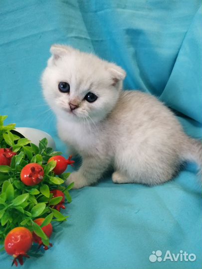 Серебристая шиншилла