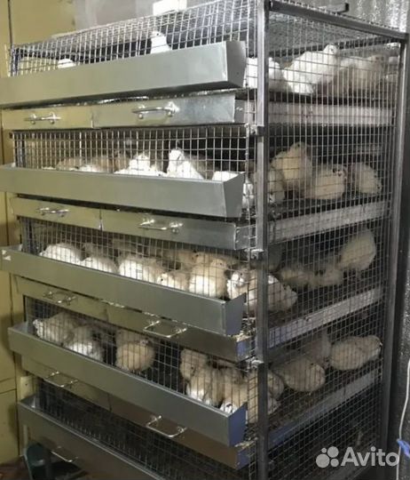 Мясо перепела (оптом и в розницу)