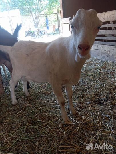 Козел ламанча