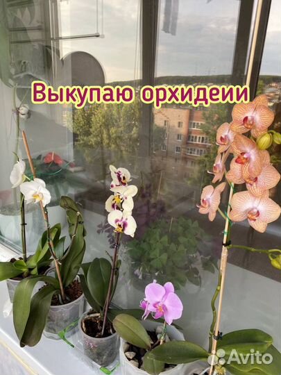 Восстановление орхидей