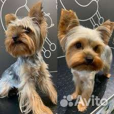 Стрижка собак, кошек, Академический. Груминг