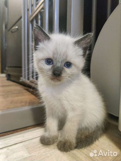 Котята от тайских родителей