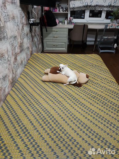 Вязка собак чихуахуа