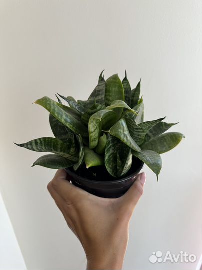 Сансевиерия