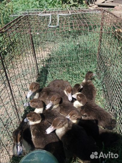 Индоутята и Индоутки