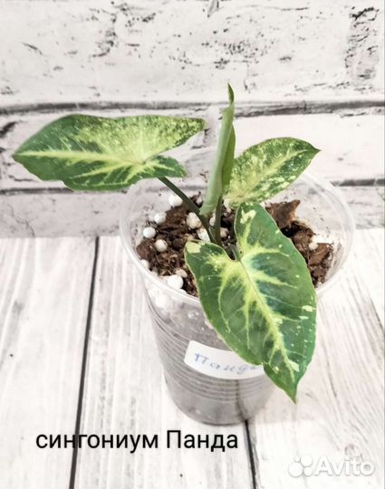 Сингониумы