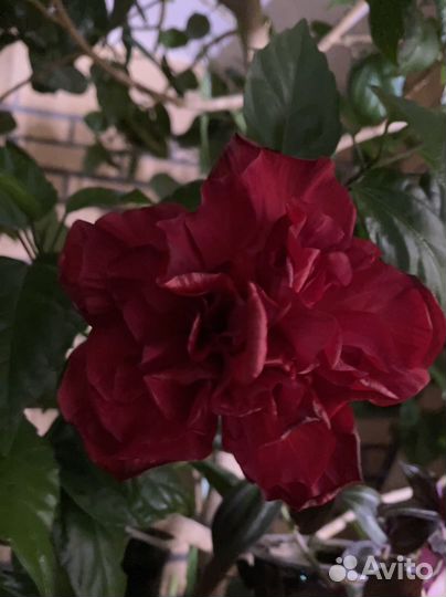 Гибискус (Китайская роза)