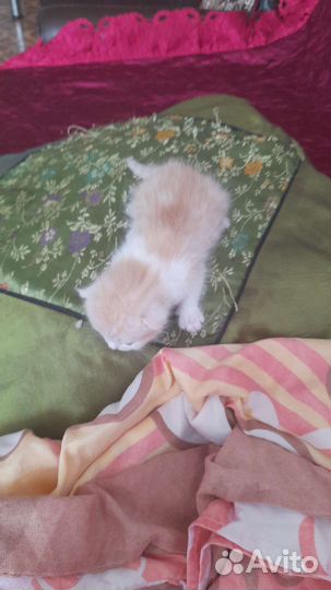 Отдам котика