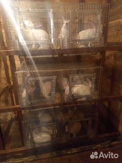 Колифорнийские кролики