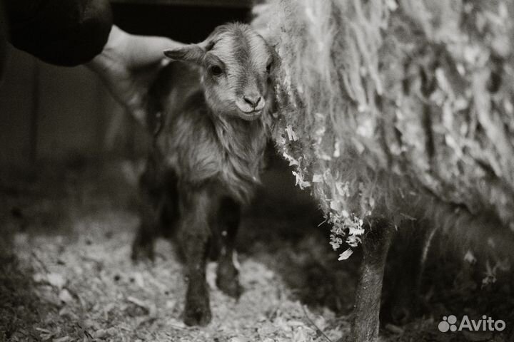 Мини-овца Уэссан с ягненком – редкий окрас