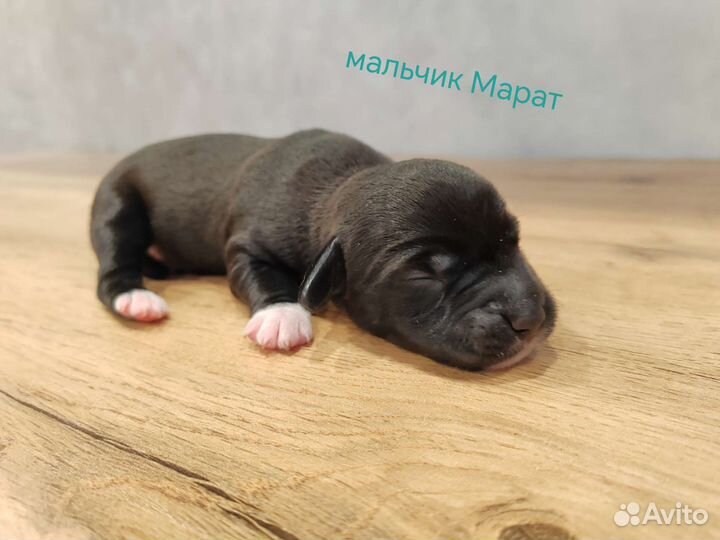 Щенки джек Рассел терьер гладкошерстный