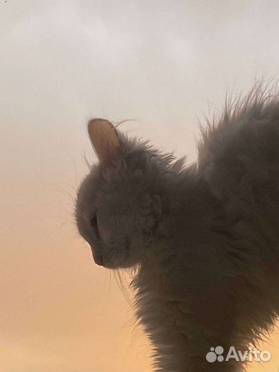 Кошка в дар бесплатно