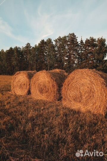 Сено. Урожай 2024