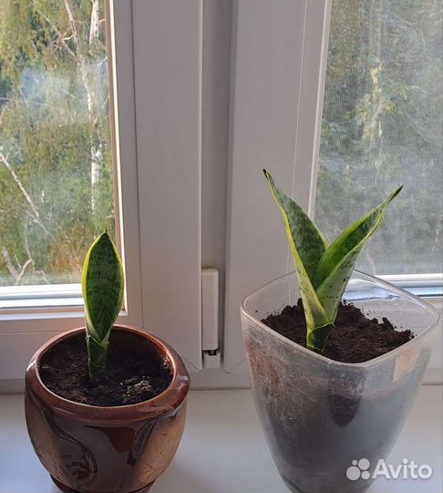 Сансевиерия, Щучий хвост, Тещин язык