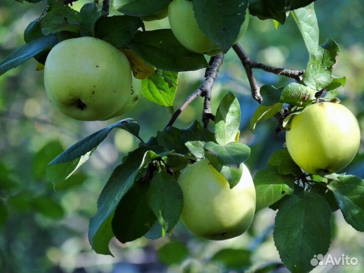 Яблоки деревенские (сорта в описание)