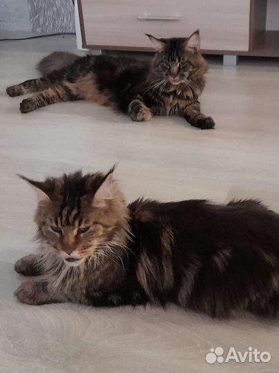 Котята мейн-кун