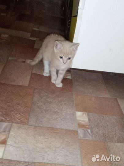 Рыжий котенок мальчик