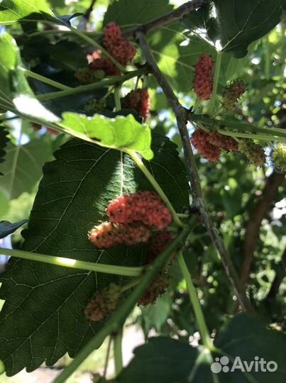 Саженцы черной шелковицы