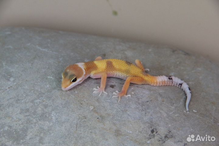 Эублефарчики