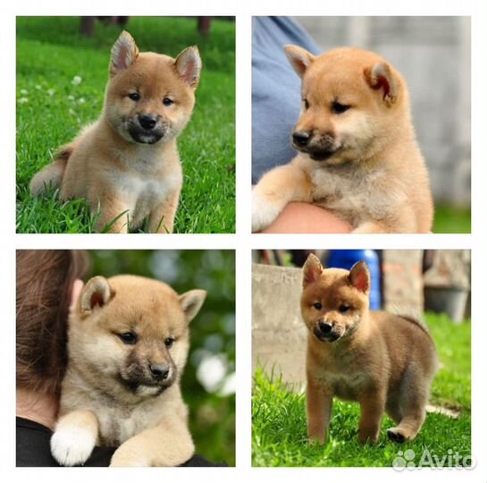 Мальчишки Сиба-ину