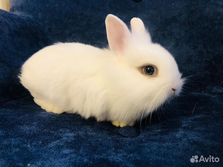 Кролик мини белые карликовые