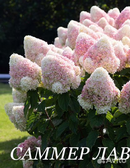 Метельчатые гортензии Бокино