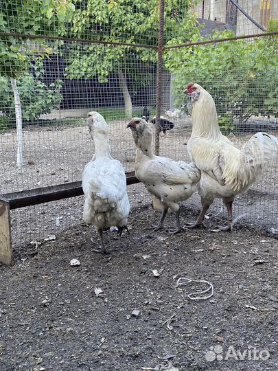 Гергебильская порода кур ундуч