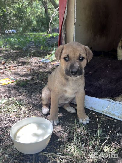 Щенок девочка 1 месяц