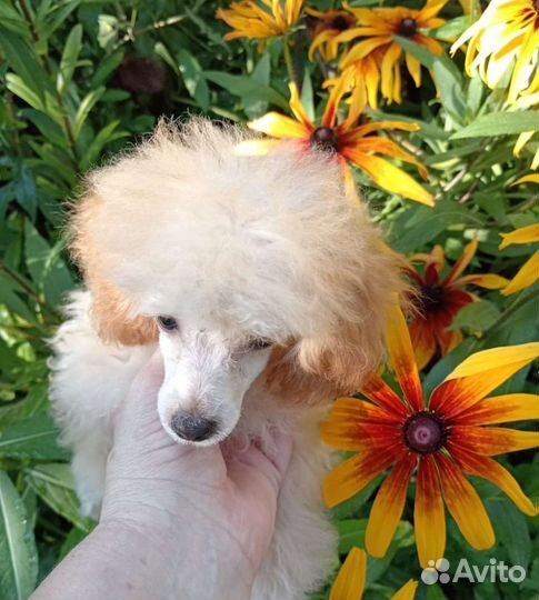 Щенки пуделя