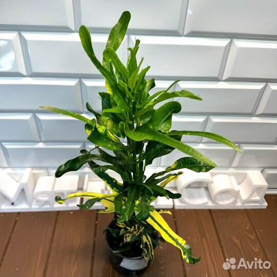 Кротон Джет Апельсин