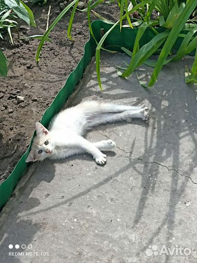 Кошка в дар бесплатно