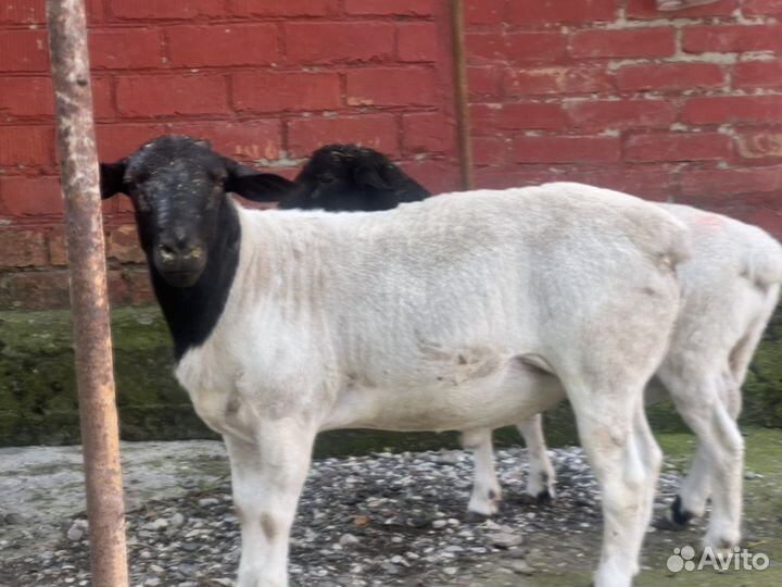 Бараны Дорпер