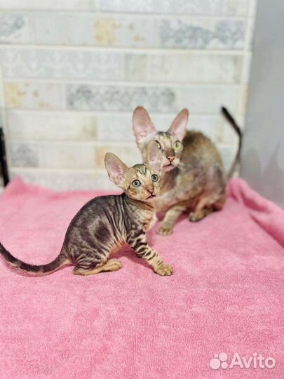 Котик мраморный