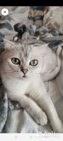 Кошка британская шиншилла