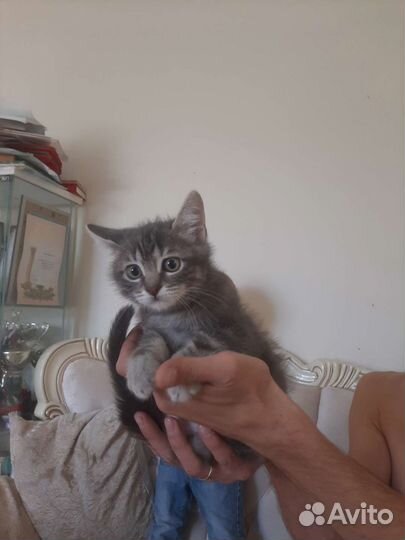 Крошка на ладошке привитый