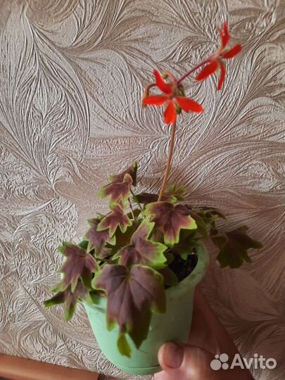 Герань пеларгония листья звезды