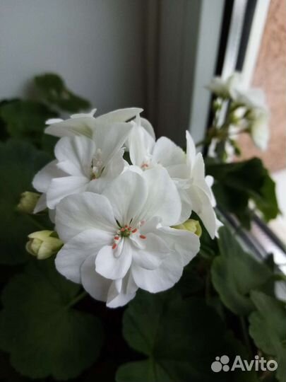 Пеларгония герань