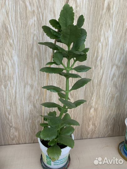 Комнатные растения цветы-каланхоэ