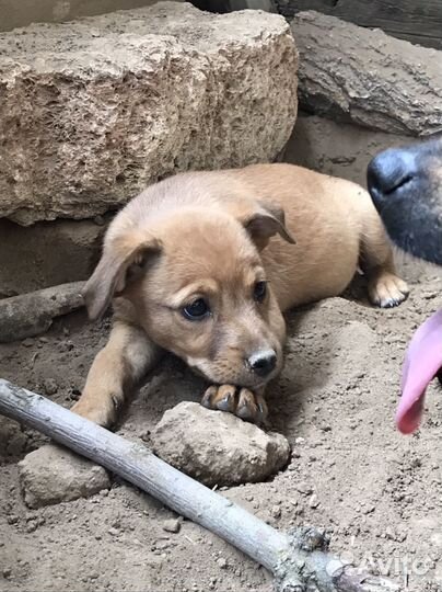 Щеноки в добрые руки