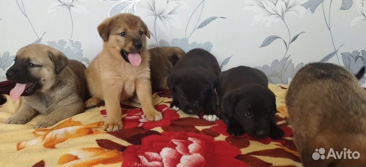 Отдам щенков в добрые руки бесплатно