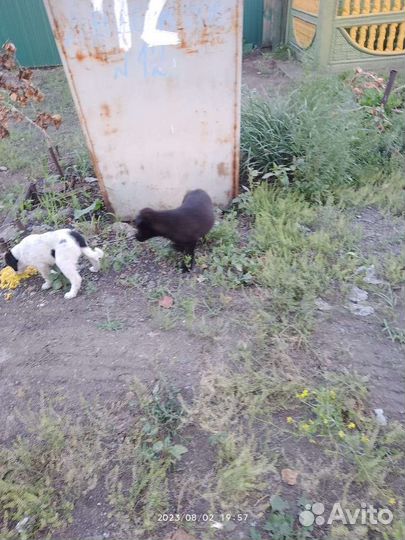 Собака в добрые руки щенок