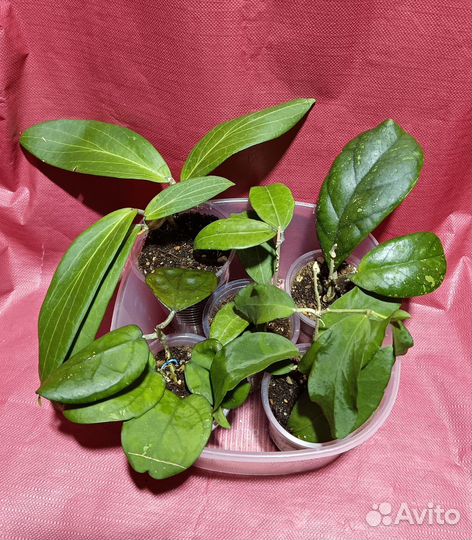 Укоренные хойи 10