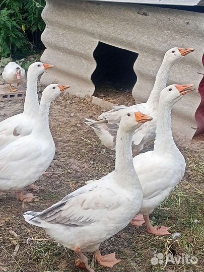 Гуси, утки,куры