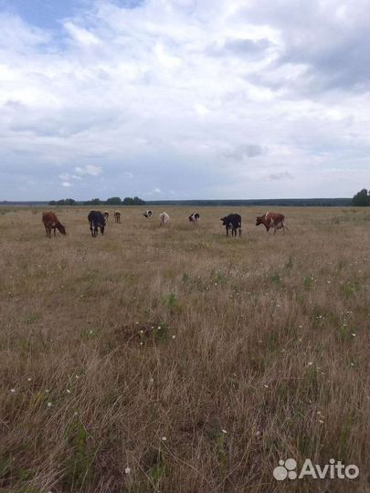 Корова дойная